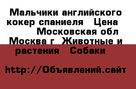  Мальчики английского кокер спаниеля › Цена ­ 12 000 - Московская обл., Москва г. Животные и растения » Собаки   